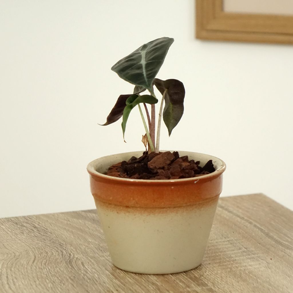 Alocasia Polly - Orecchie d'Elefante