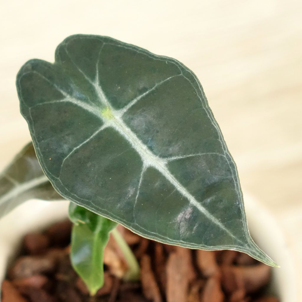 Alocasia Polly - Orecchie d'Elefante