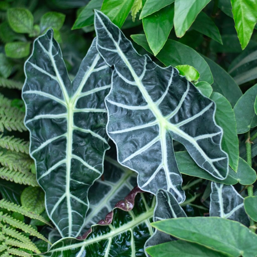 Alocasia Polly - Orecchie d'Elefante