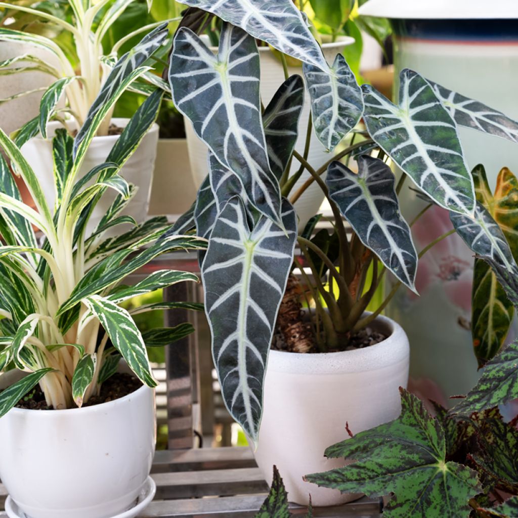 Alocasia Polly - Orecchie d'Elefante