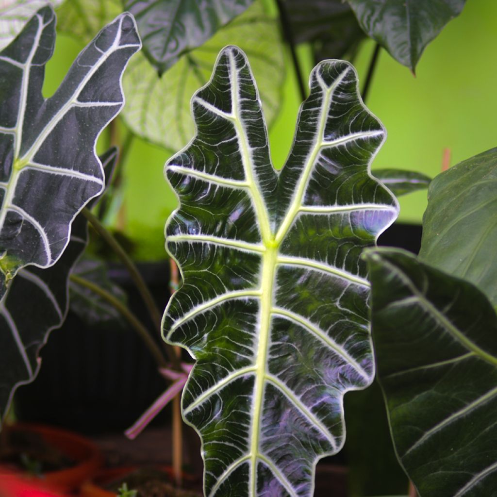 Alocasia Polly - Orecchie d'Elefante