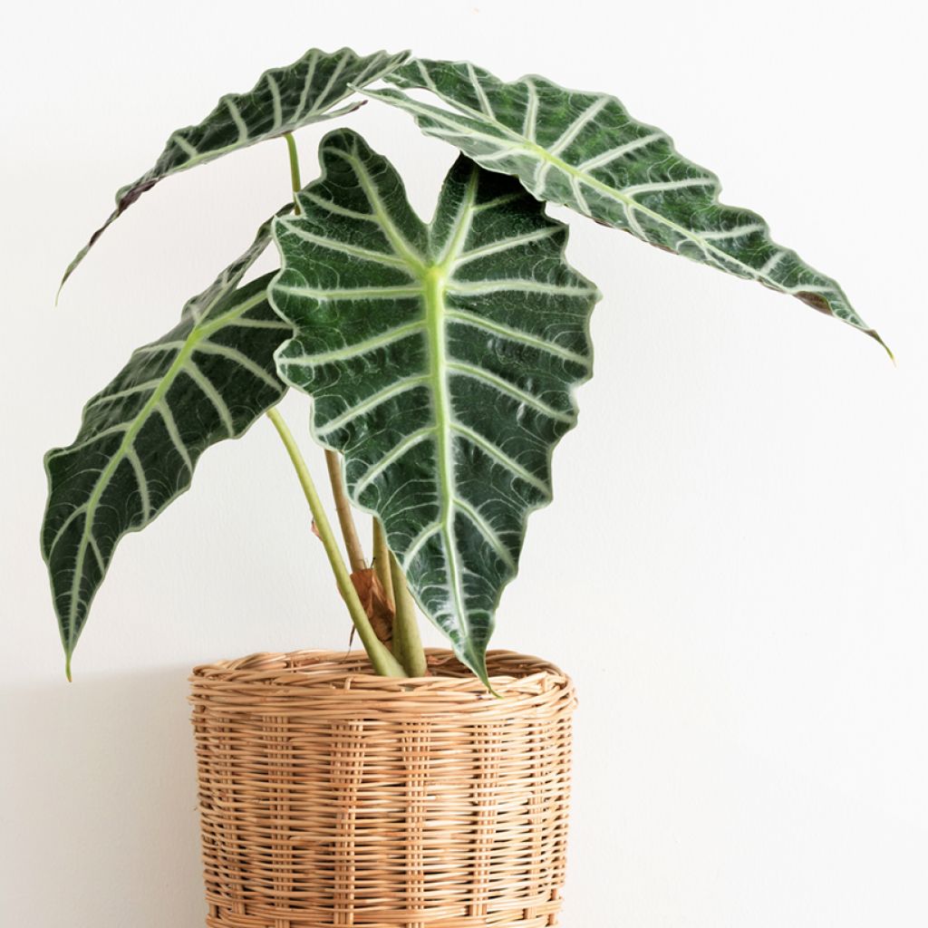Alocasia Polly - Orecchie d'Elefante