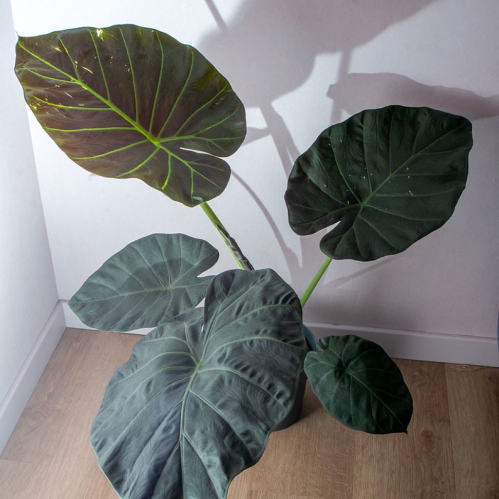 Alocasia Regal Shields - Orecchie d'Elefante