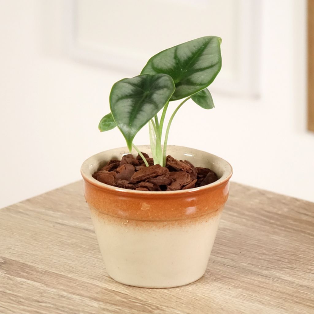 Alocasia reversa - Orecchie d'Elefante