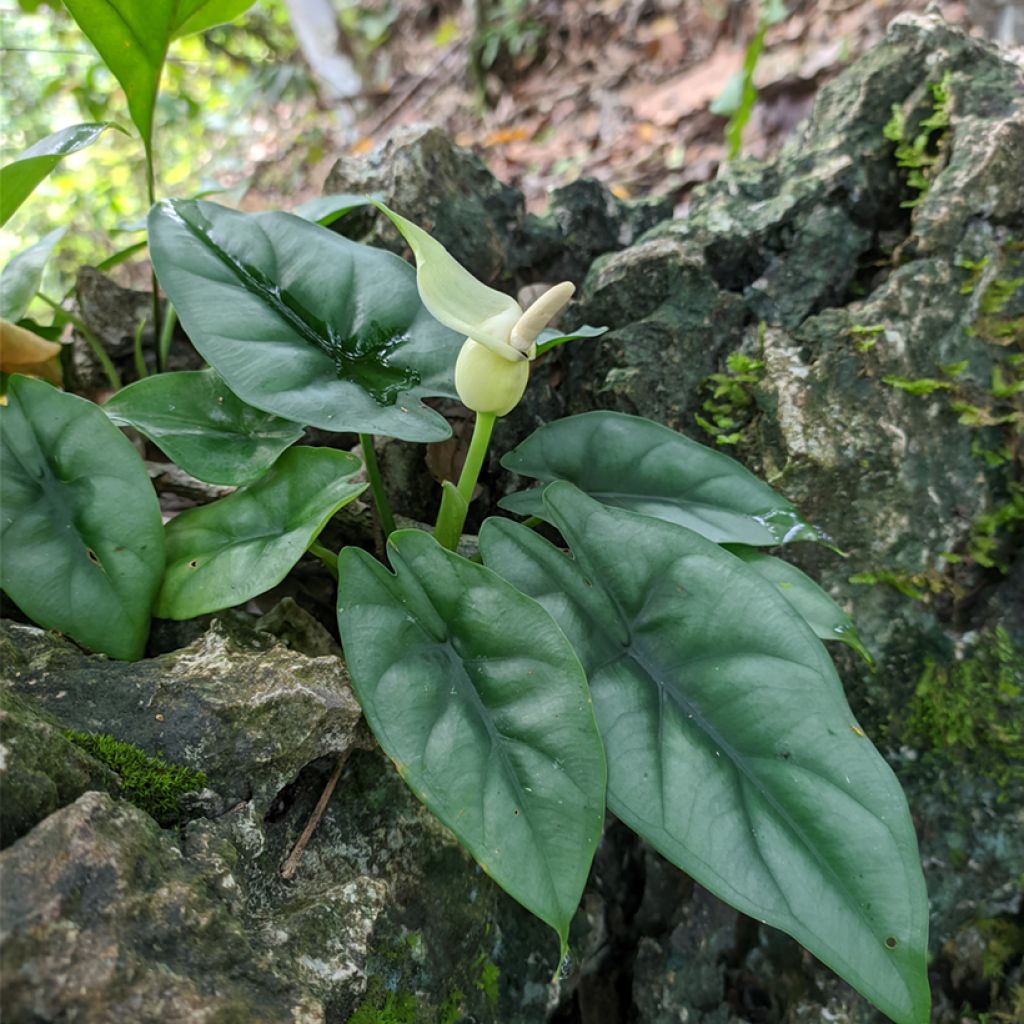 Alocasia reversa - Orecchie d'Elefante