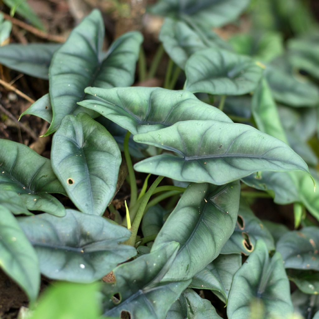 Alocasia reversa - Orecchie d'Elefante