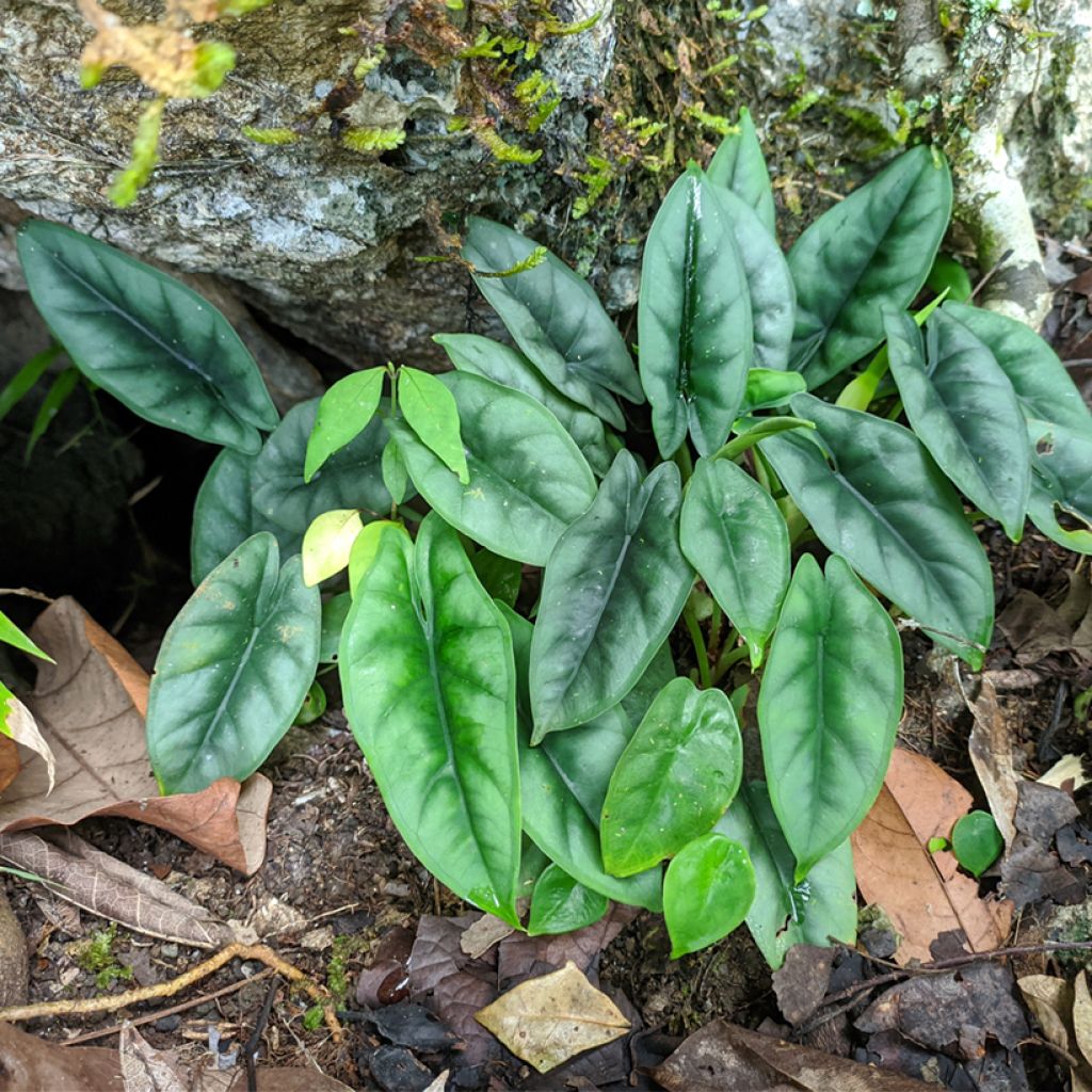 Alocasia reversa - Orecchie d'Elefante