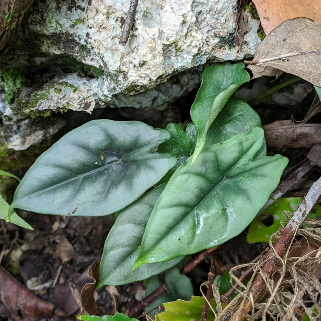 Alocasia reversa - Orecchie d'Elefante