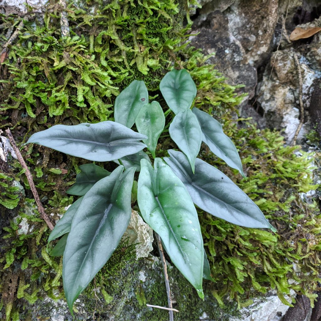 Alocasia reversa - Orecchie d'Elefante