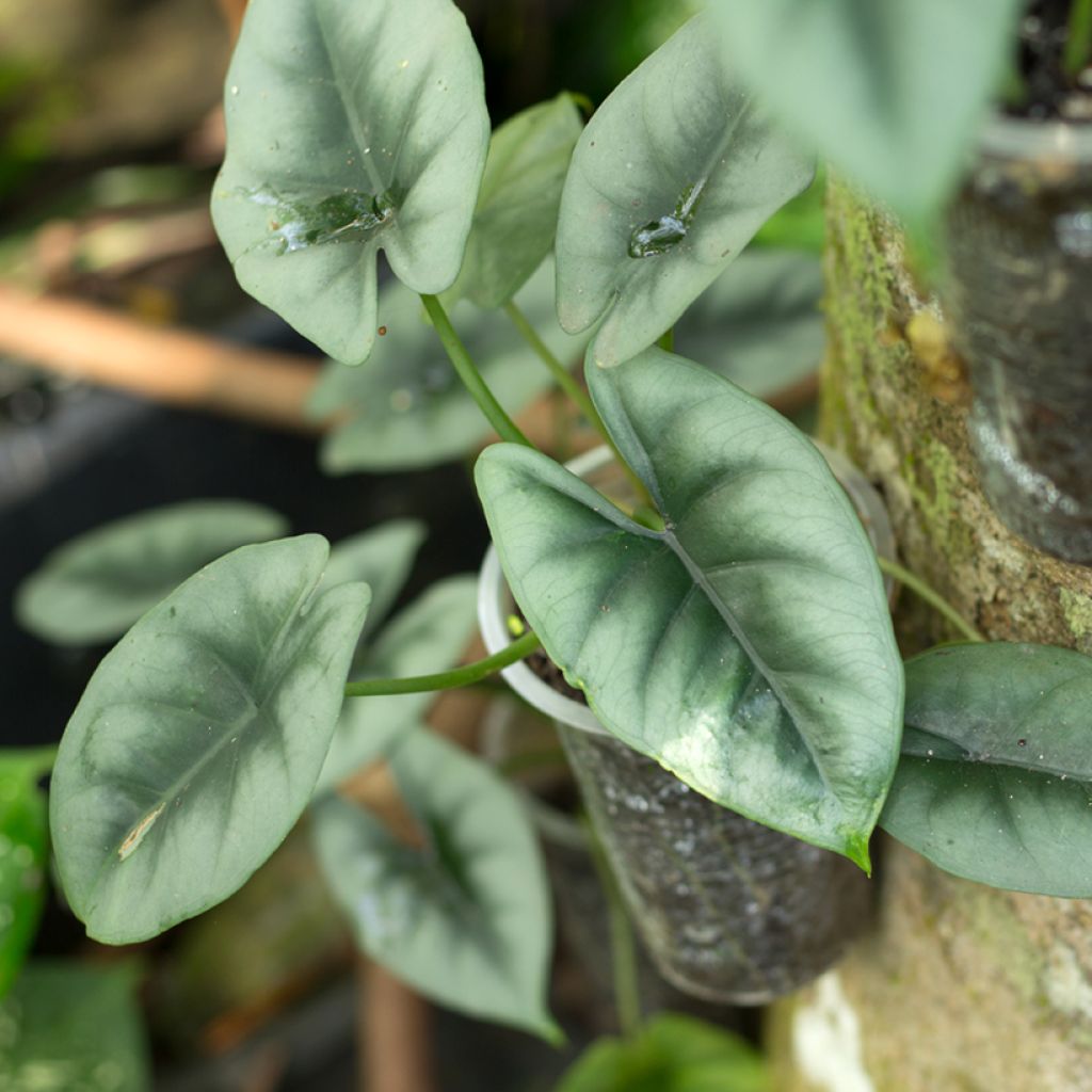 Alocasia reversa - Orecchie d'Elefante