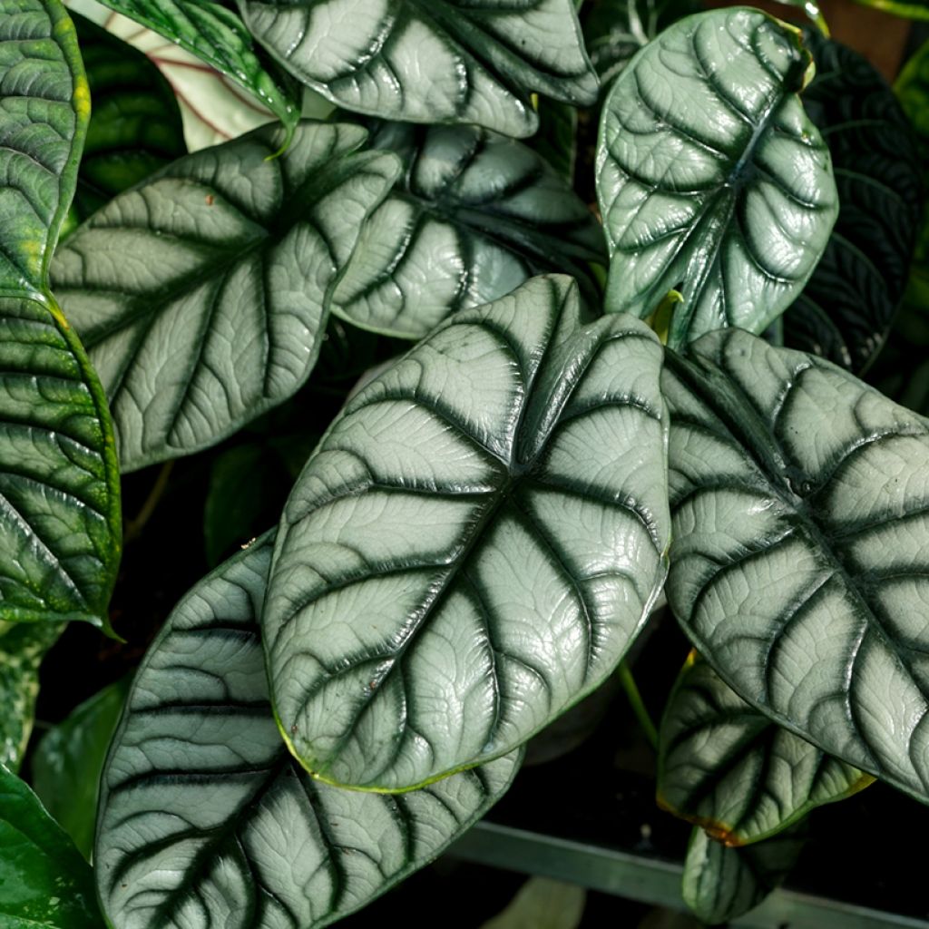 Alocasia Silver Dragon - Orecchie d'Elefante