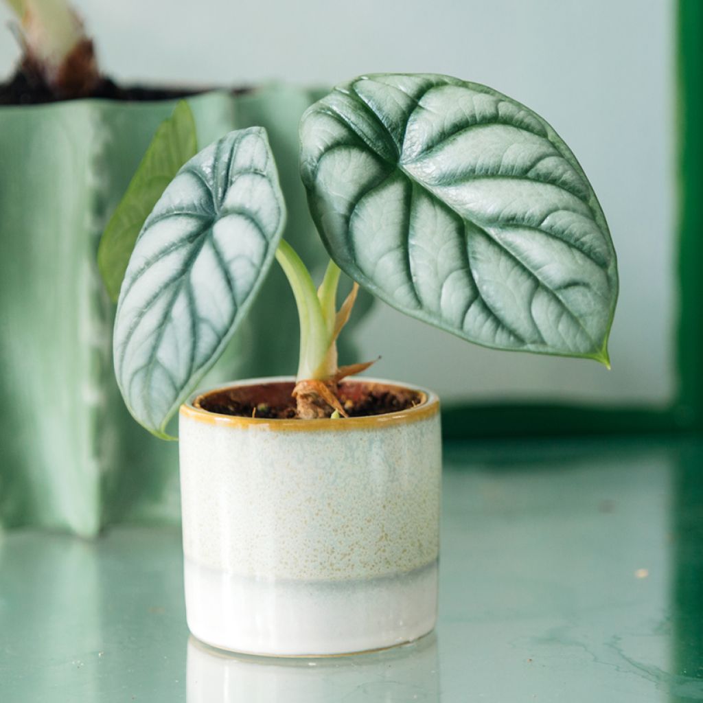 Alocasia Silver Dragon - Orecchie d'Elefante