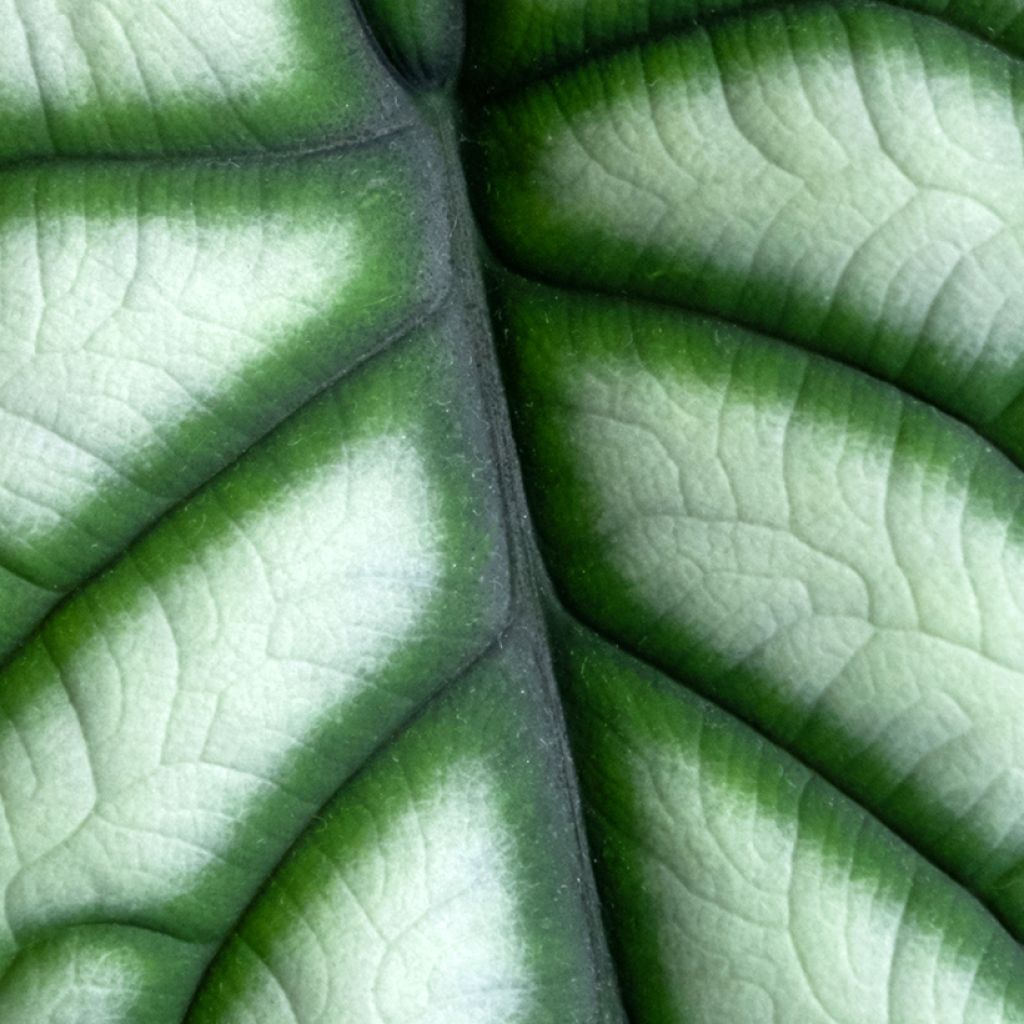 Alocasia Silver Dragon - Orecchie d'Elefante