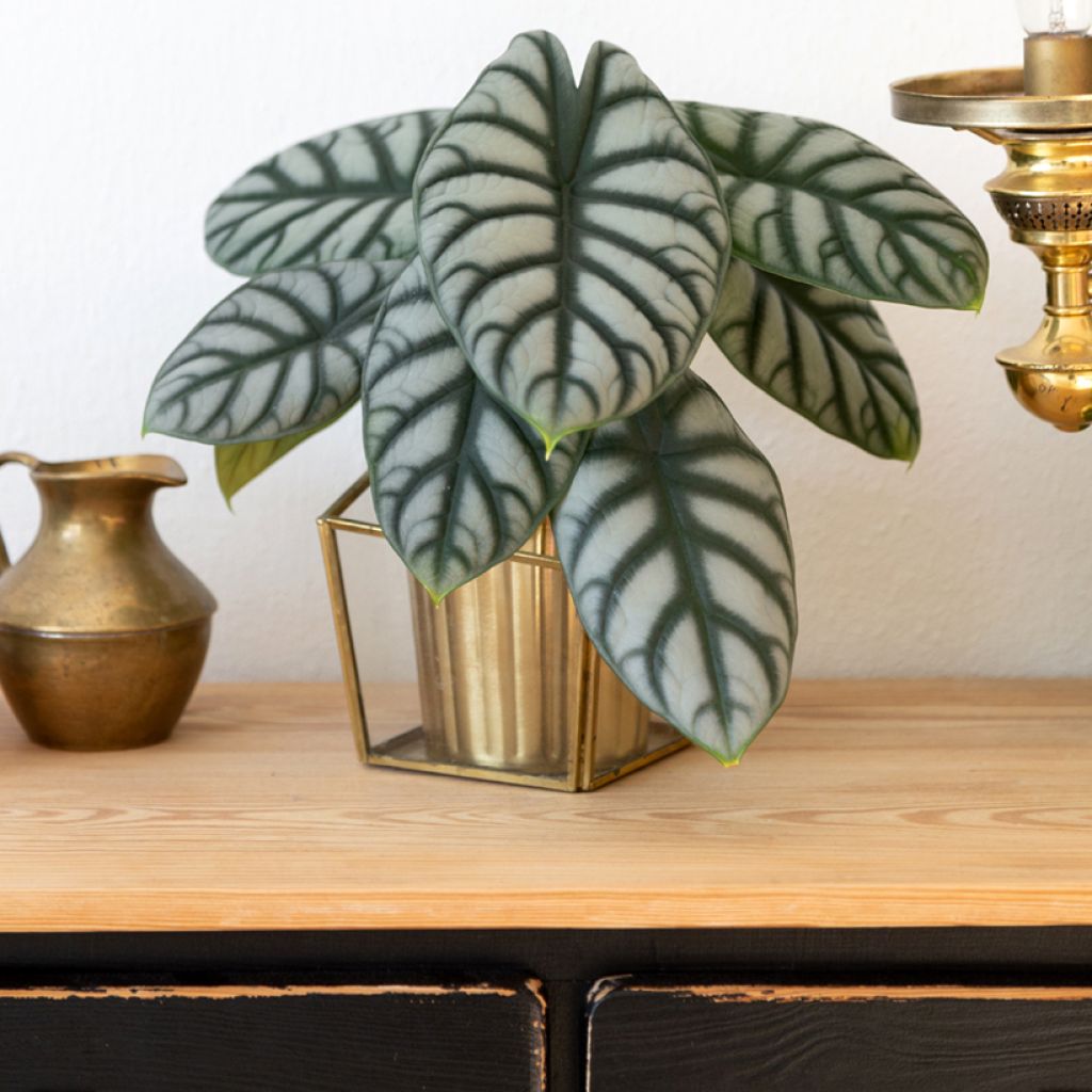 Alocasia Silver Dragon - Orecchie d'Elefante