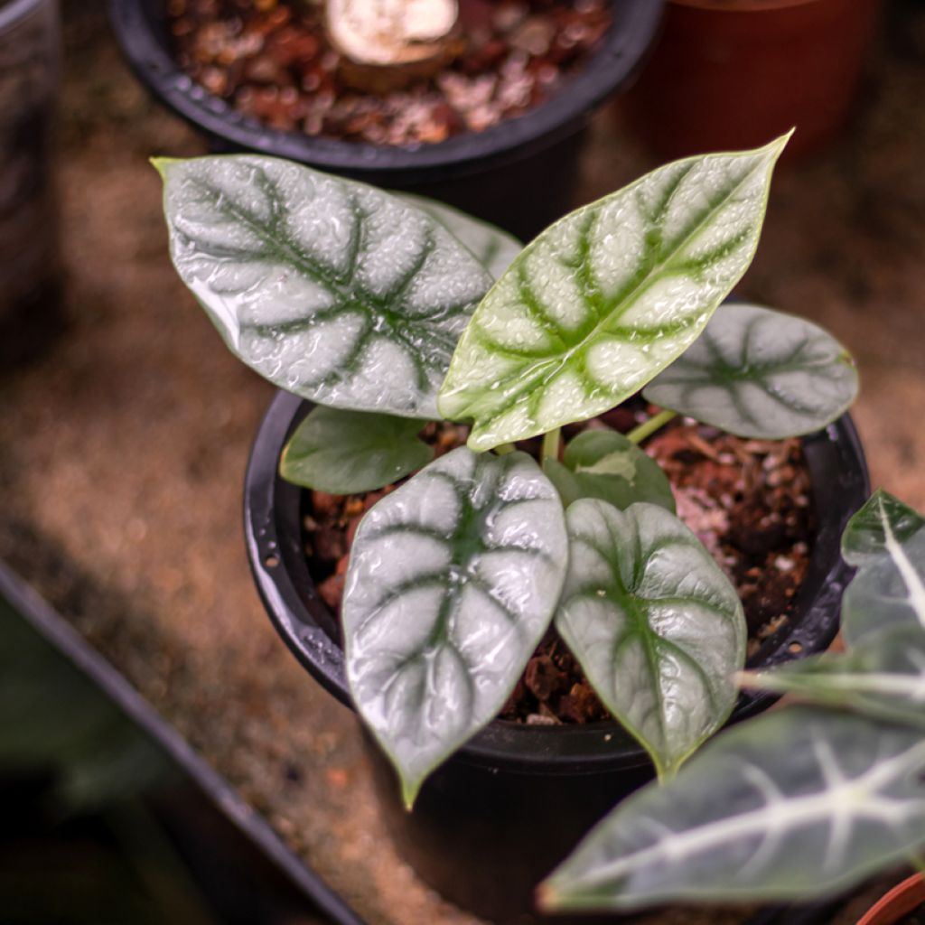 Alocasia Silver Dragon - Orecchie d'Elefante