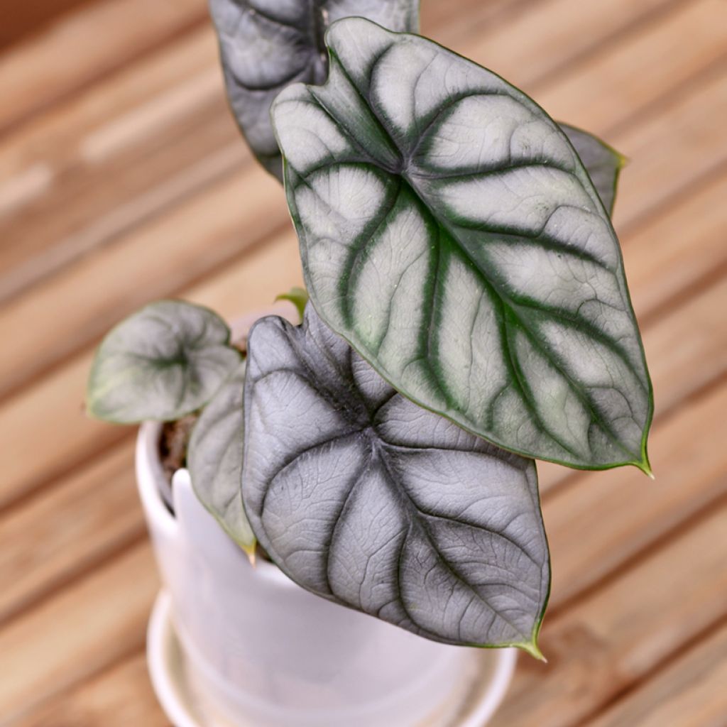 Alocasia Silver Dragon - Orecchie d'Elefante