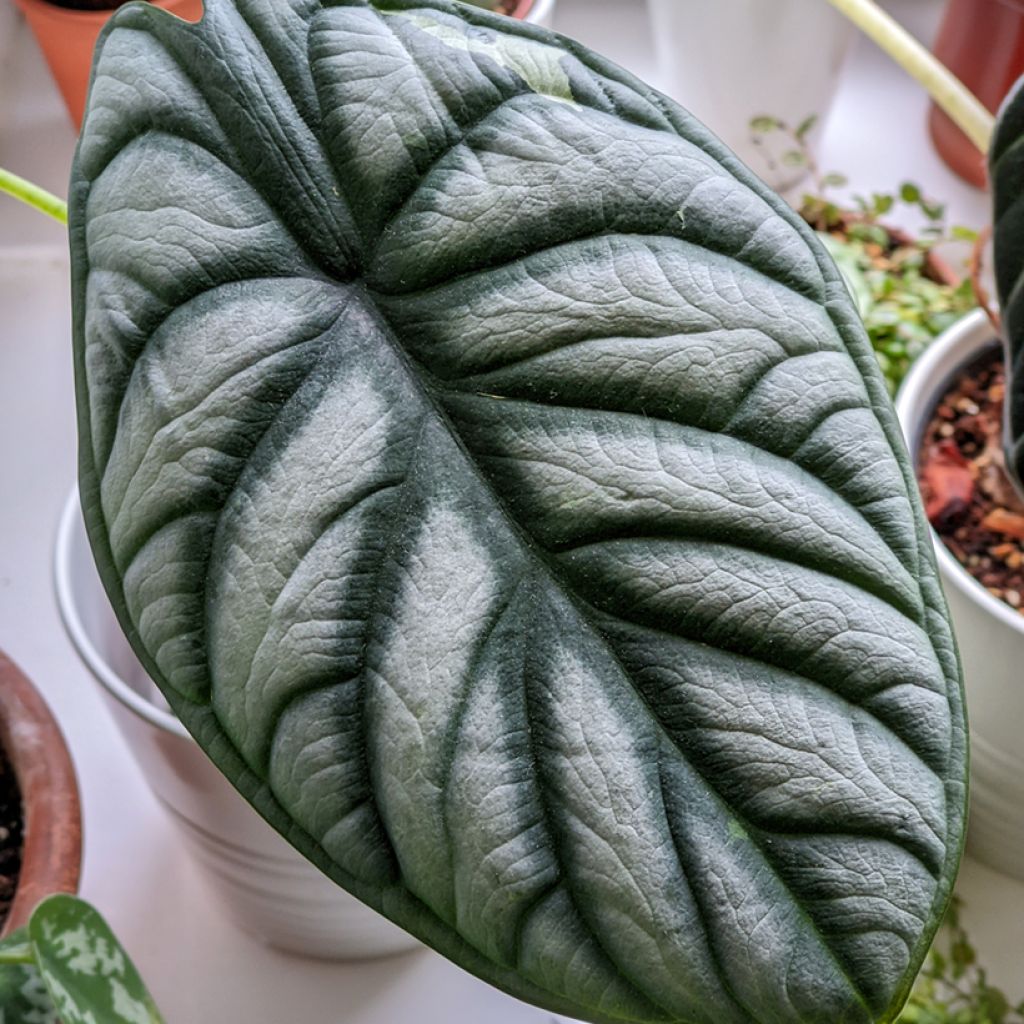 Alocasia Silver Dragon - Orecchie d'Elefante