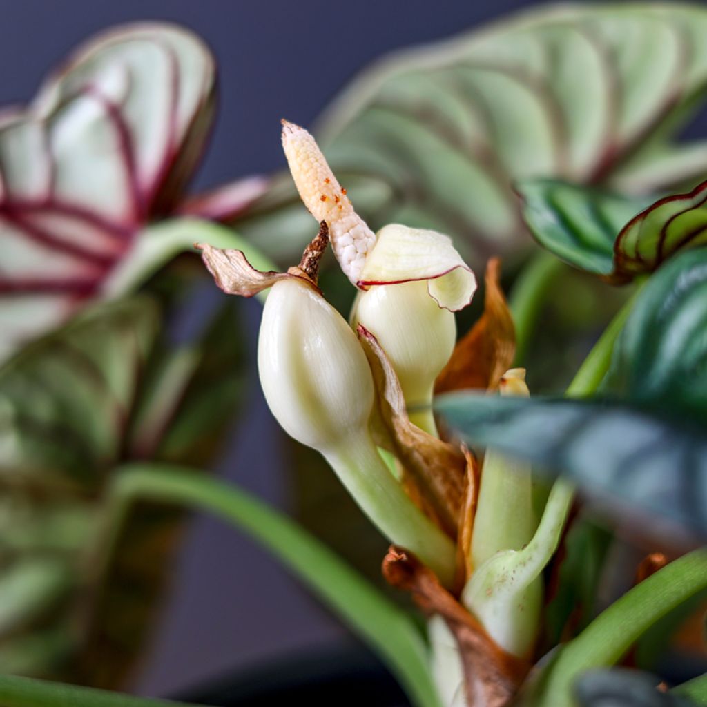 Alocasia Silver Dragon - Orecchie d'Elefante