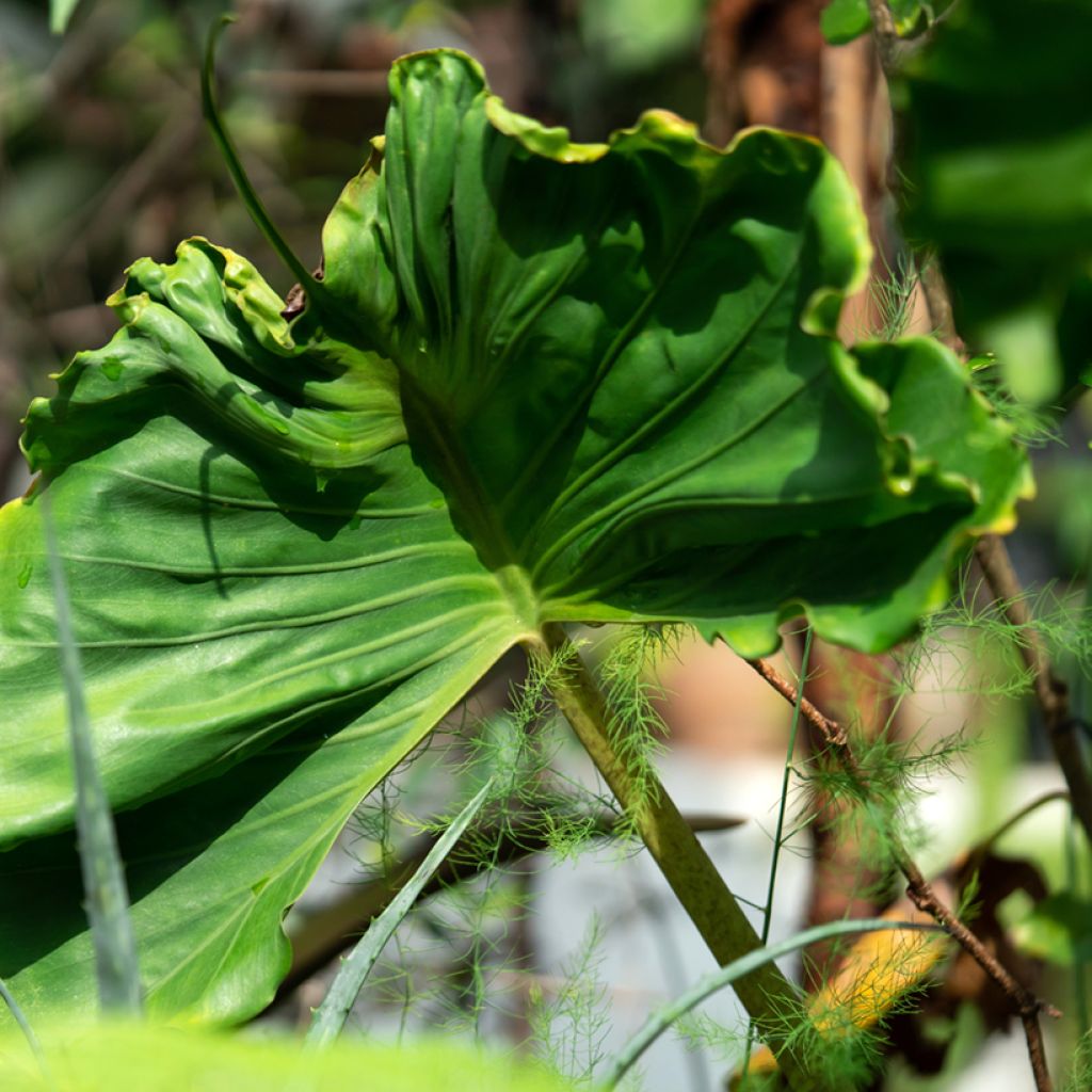 Alocasia Stingray - Orecchie d'Elefante