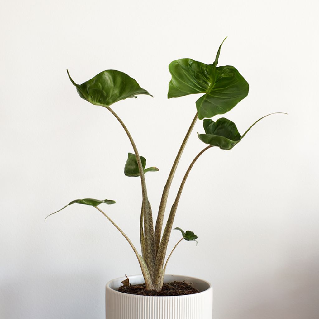 Alocasia Stingray - Orecchie d'Elefante