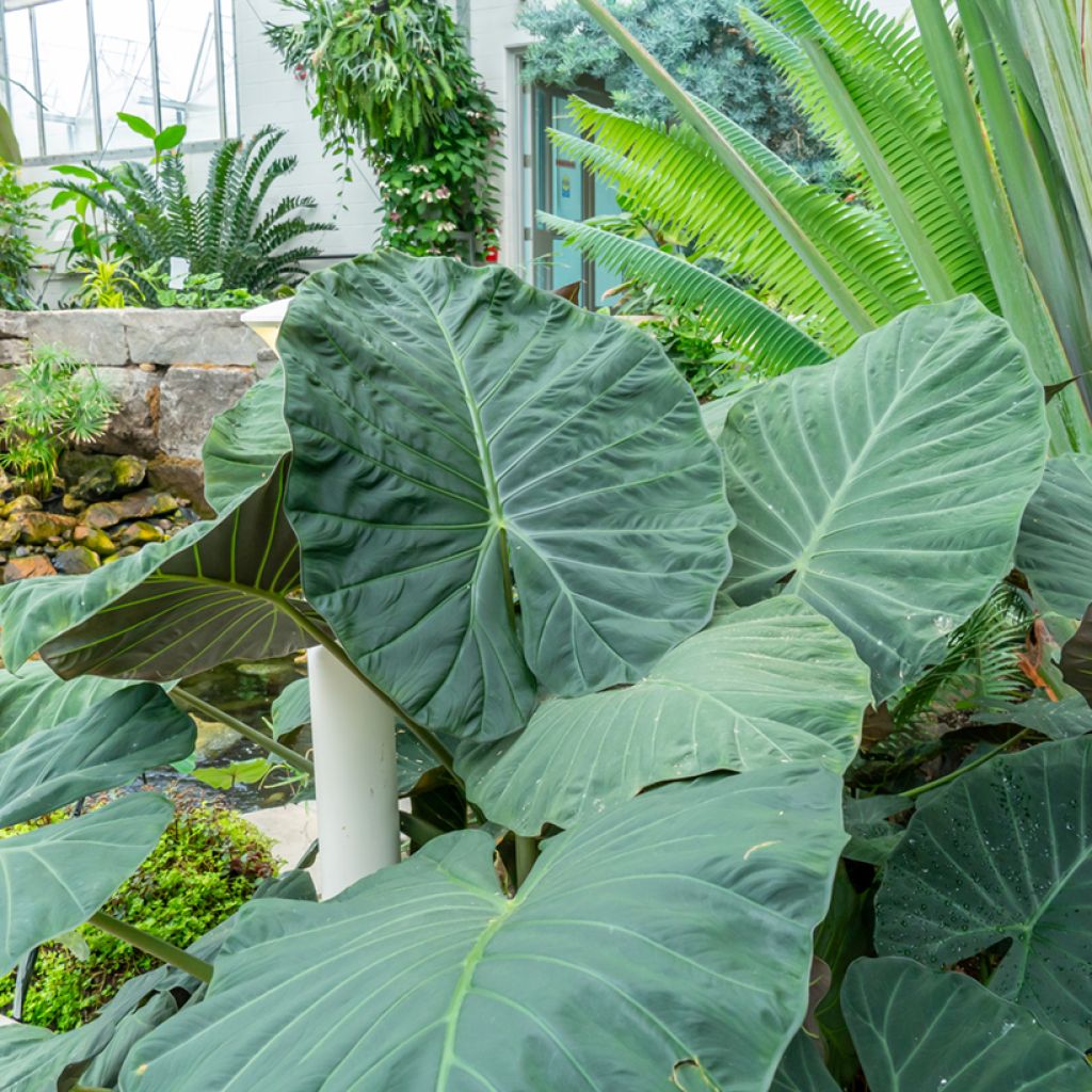 Alocasia Sumo - Orecchie d'Elefante