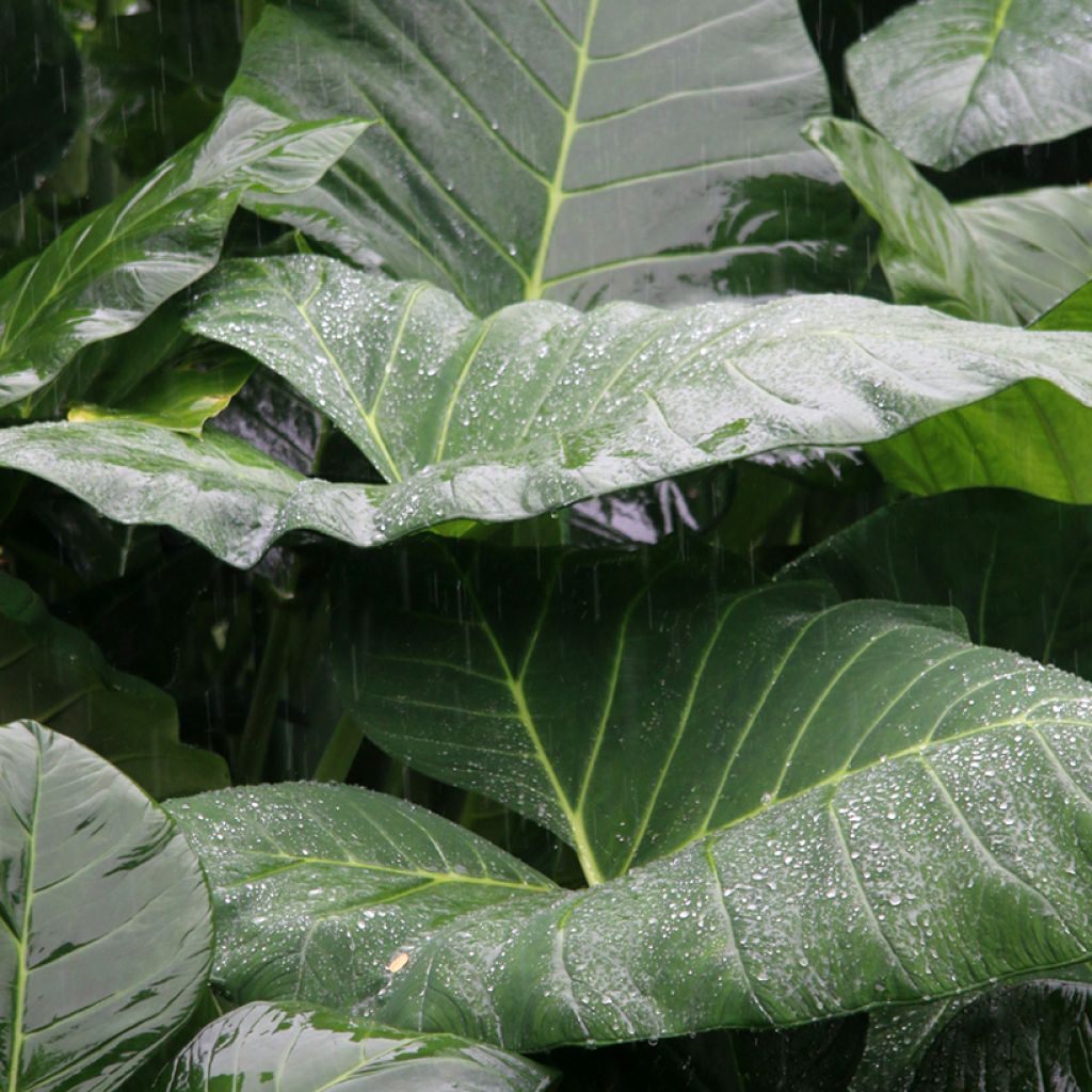 Alocasia Sumo - Orecchie d'Elefante