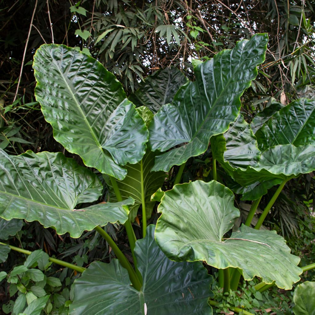 Alocasia Sumo - Orecchie d'Elefante