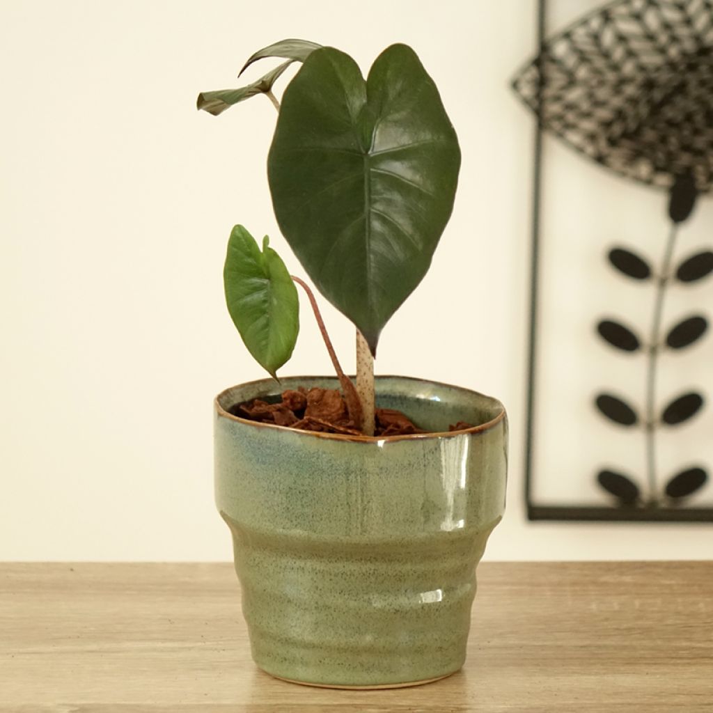 Alocasia Yucatan Princess - Orecchie d'Elefante