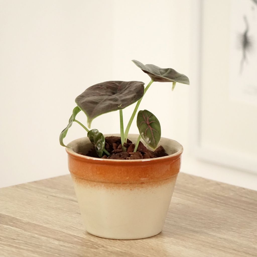 Alocasia azlanii - Orecchie d'Elefante