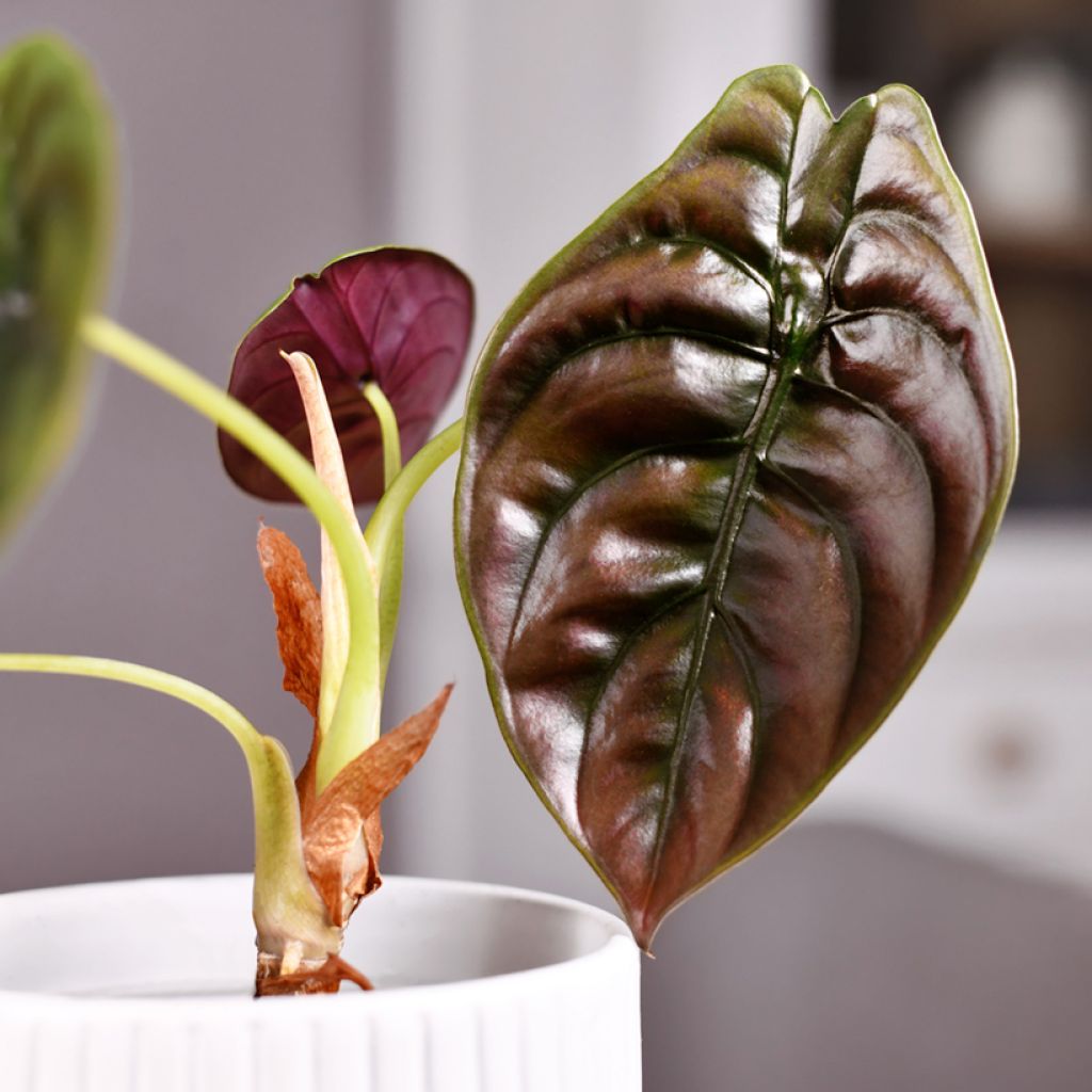 Alocasia azlanii - Orecchie d'Elefante