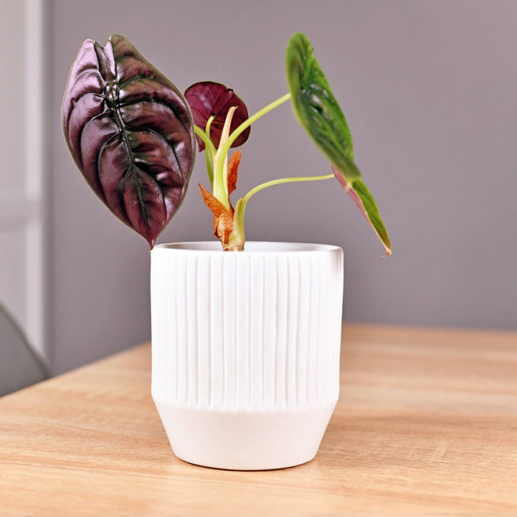 Alocasia azlanii - Orecchie d'Elefante