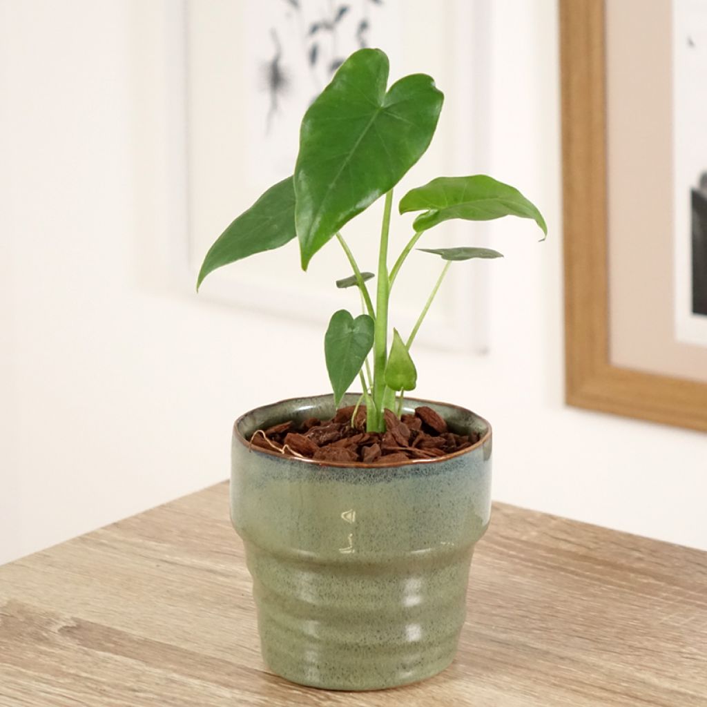 Alocasia California - Orecchie d'Elefante