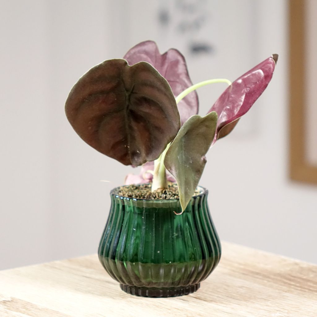 Alocasia cuprea Red - Orecchie d'Elefante