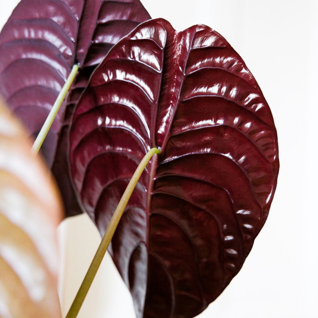 Alocasia cuprea Red - Orecchie d'Elefante