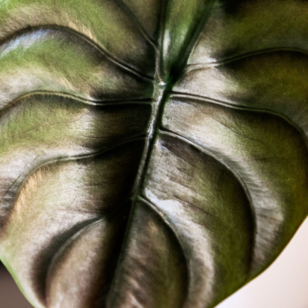 Alocasia cuprea Red - Orecchie d'Elefante