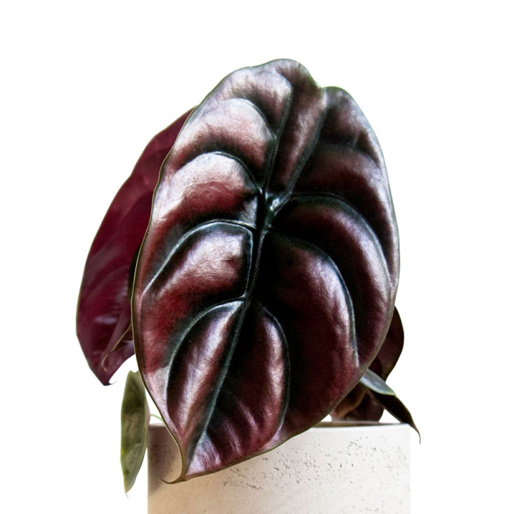 Alocasia cuprea Red - Orecchie d'Elefante