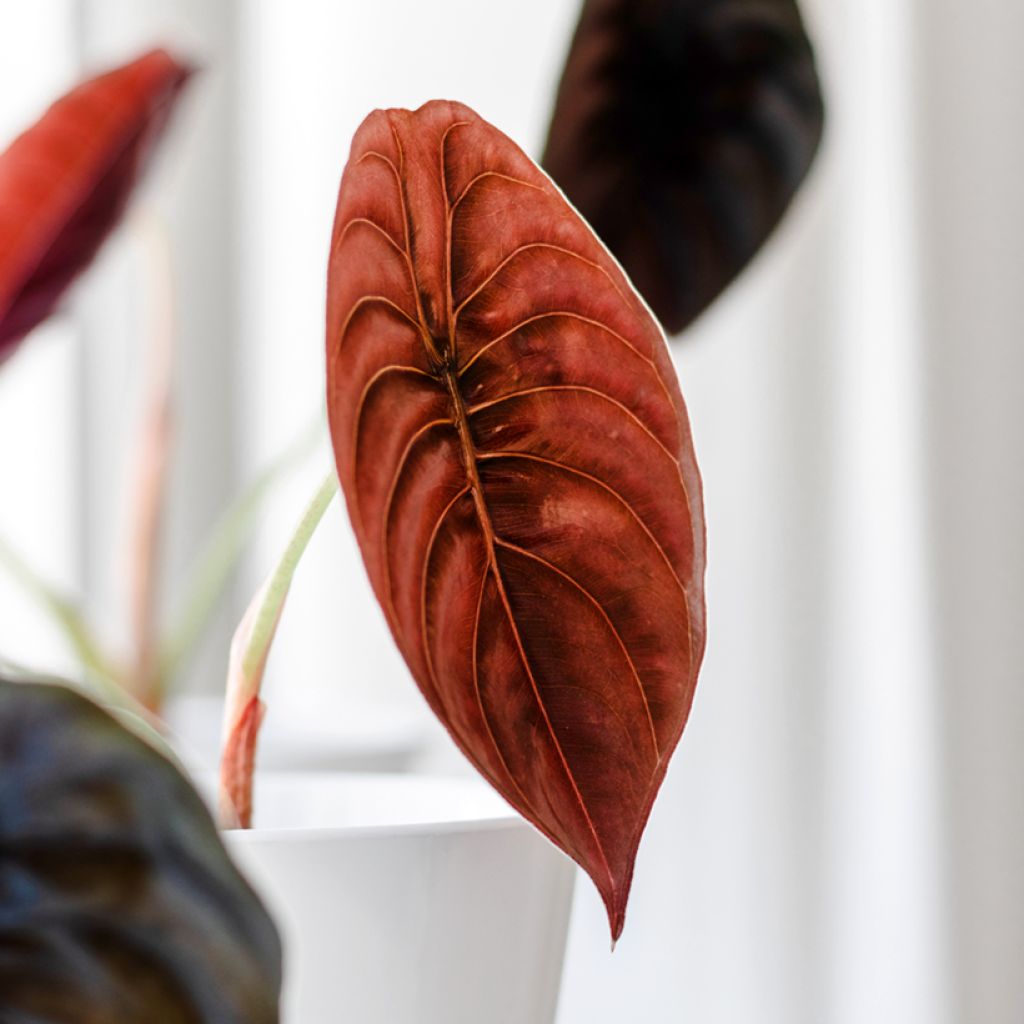 Alocasia cuprea Red - Orecchie d'Elefante