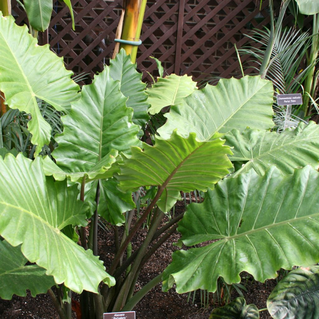 Alocasia Portodora - Orecchie d'Elefante