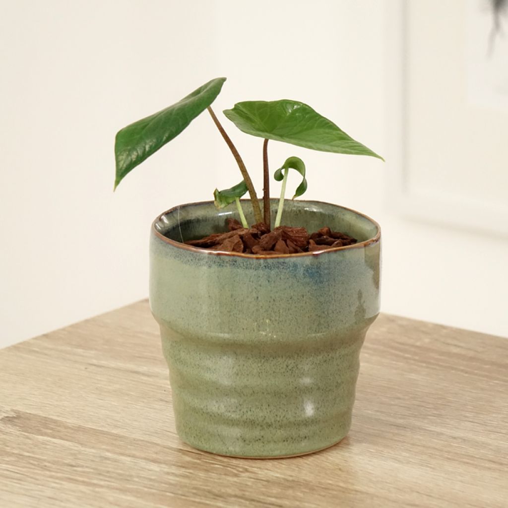 Alocasia scalprum - Orecchie d'Elefante