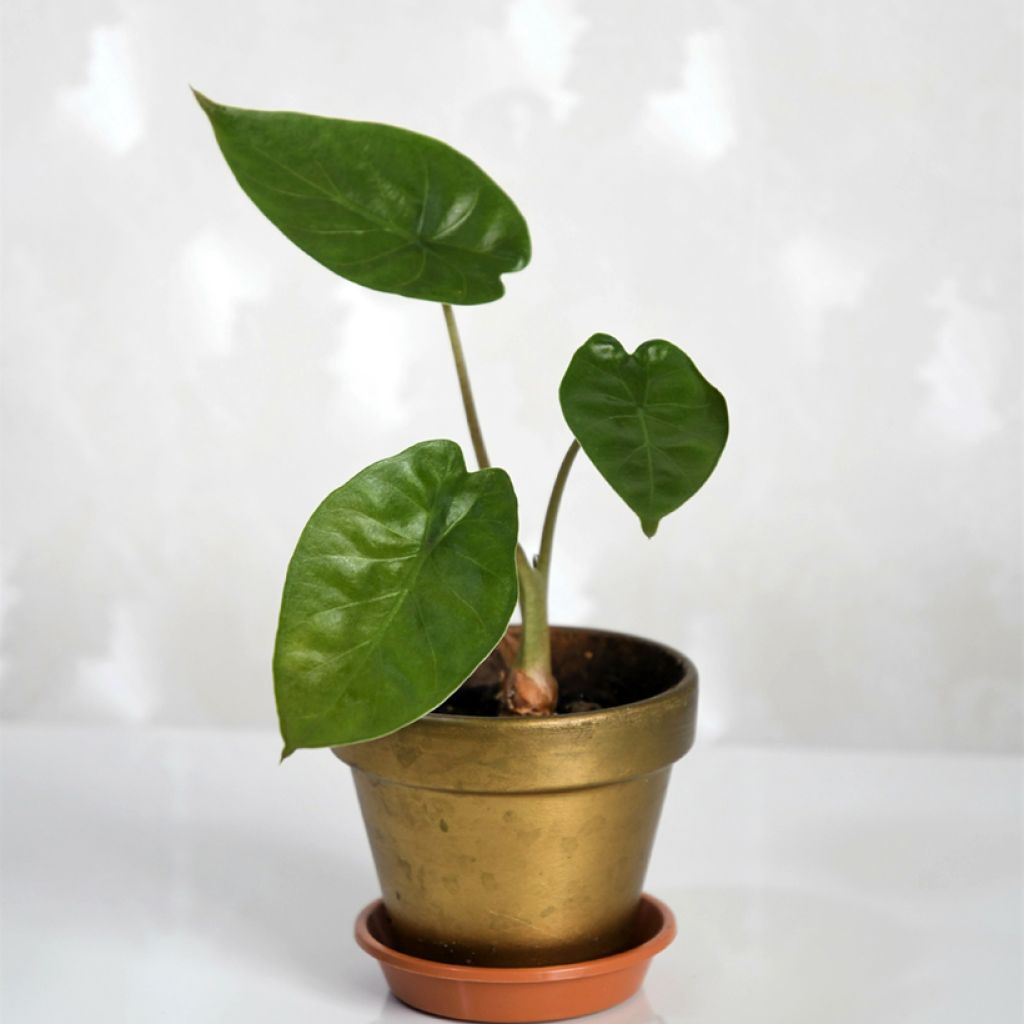 Alocasia wentii - Orecchie d'Elefante