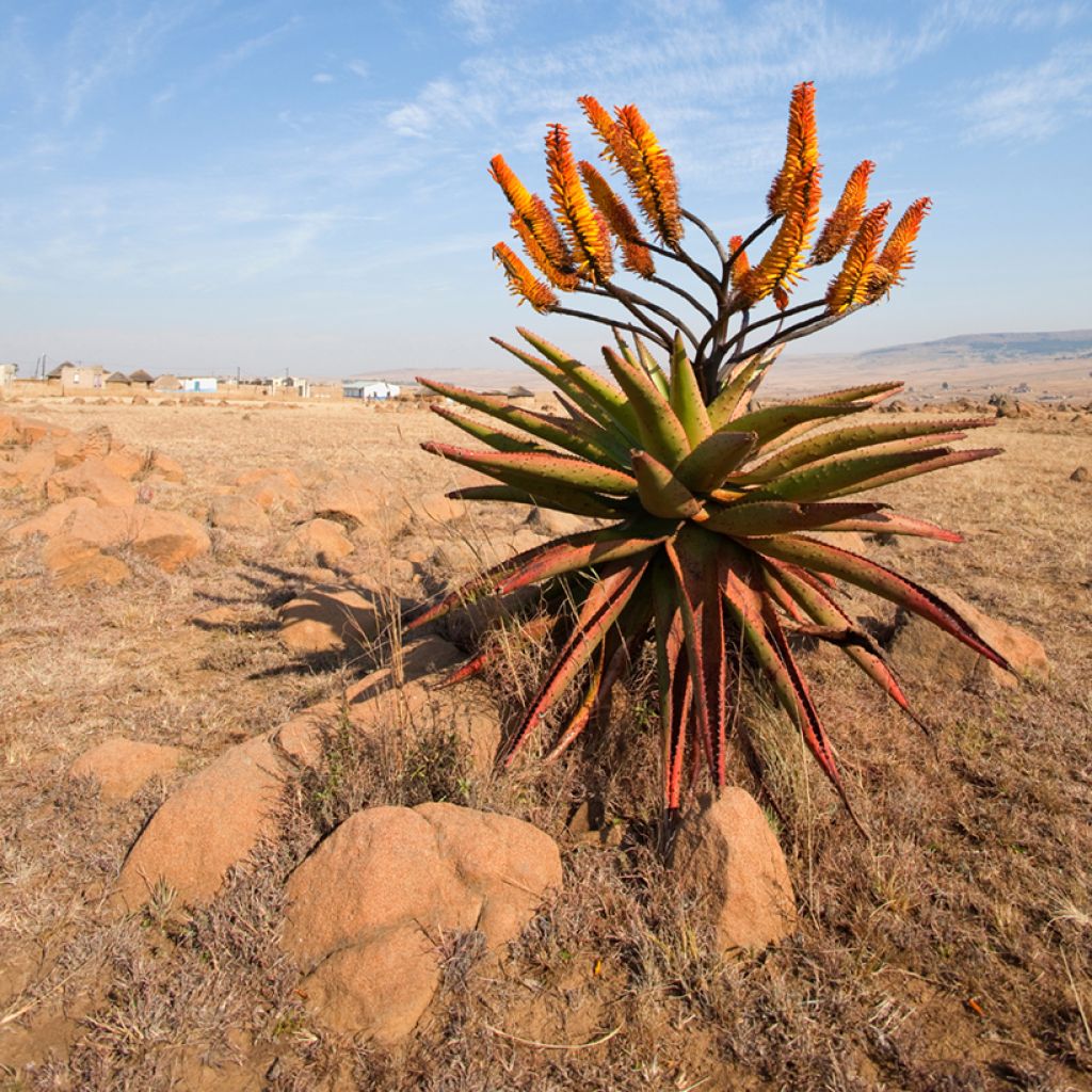 Aloe marlothii