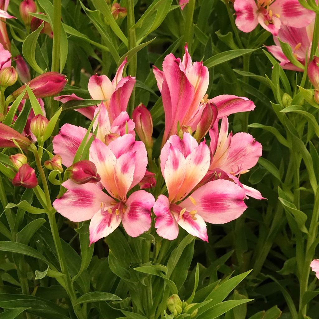 Alstroemeria Duchesses d'Anjou Emilie 