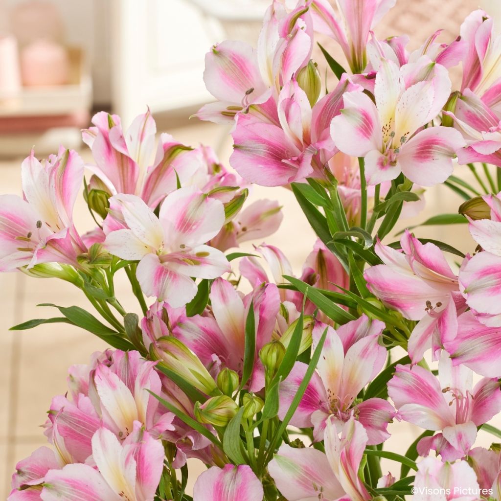Alstroemeria Duchesses d'Anjou Emilie - Lys des Incas