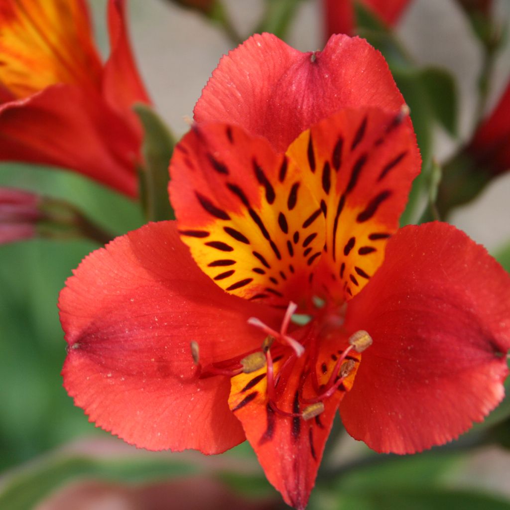 Alstroemeria Majestic Longué - Lys des Incas