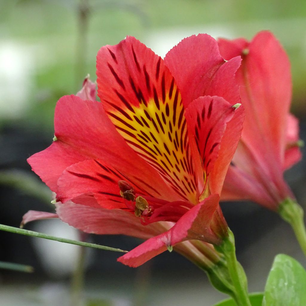 Alstroemeria Duchesse Elisabeth