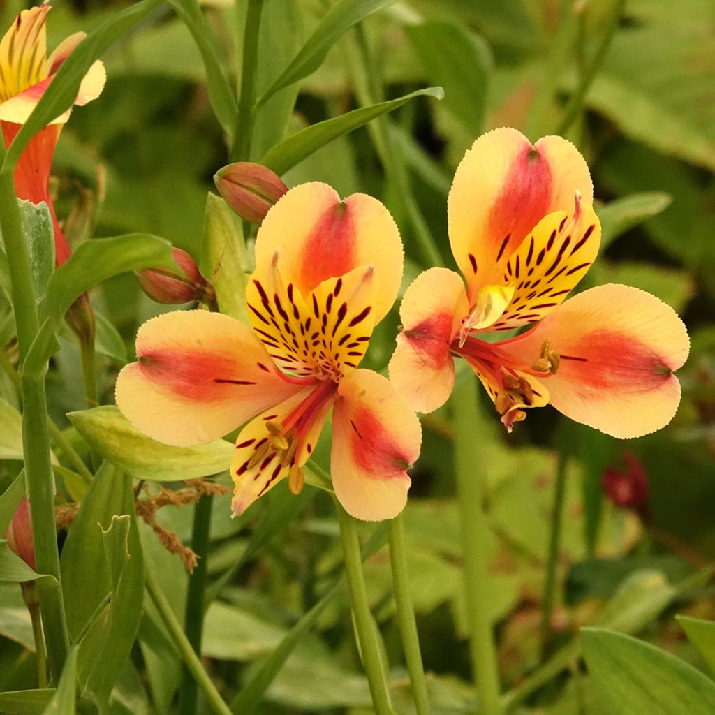 Alstroemeria Majestic Layon