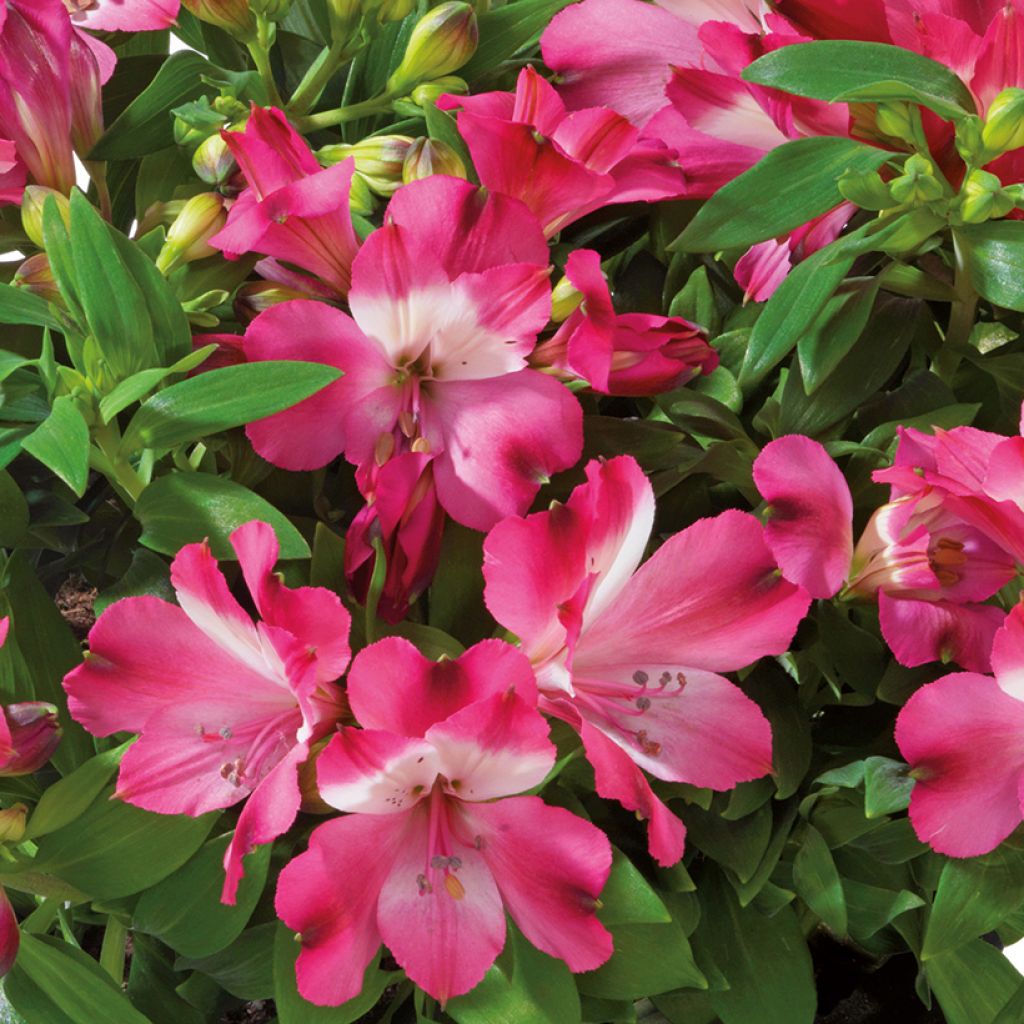 Alstroemeria Inticancha Romance