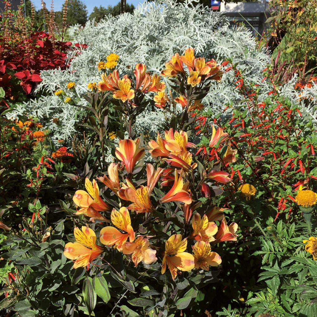Alstroemeria Summer Breeze