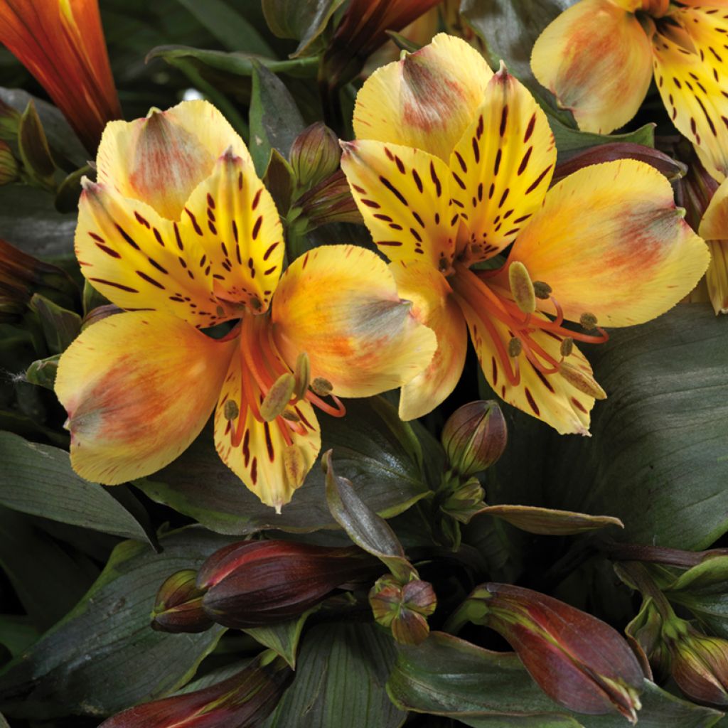 Alstroemeria Summer Breeze