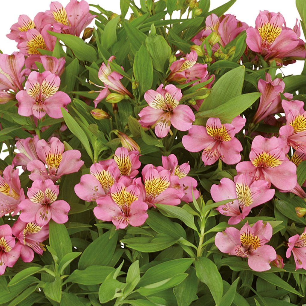 Alstroemeria Summer Rose